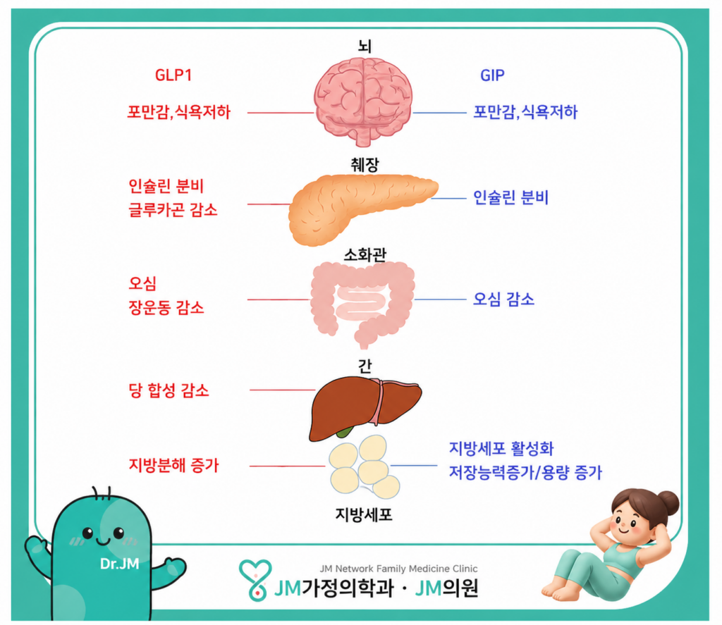 마운자로 작용기전

