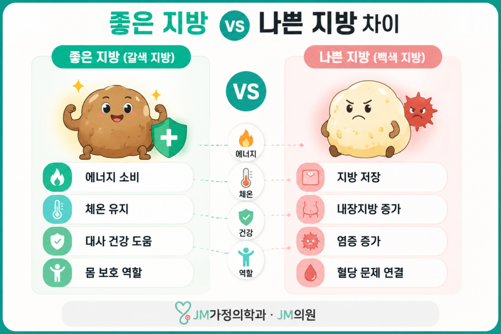 갈색 지방과 백색 지방 차이 설명
