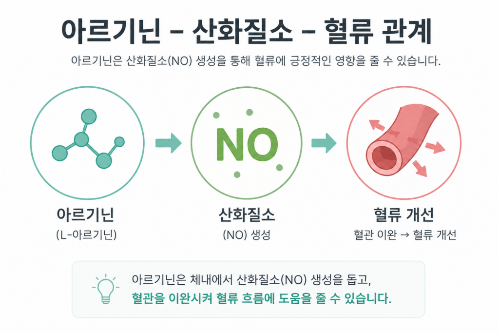 아르기닌 산화질소 혈류 관계